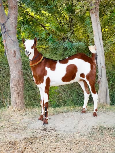 ablak female