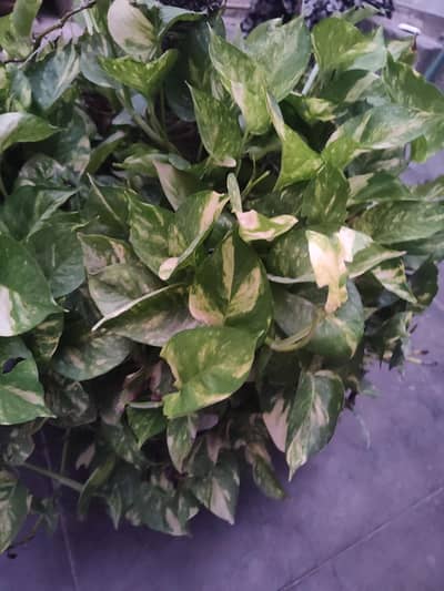 beautiful plant