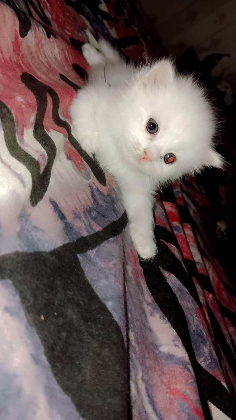 home cat 1