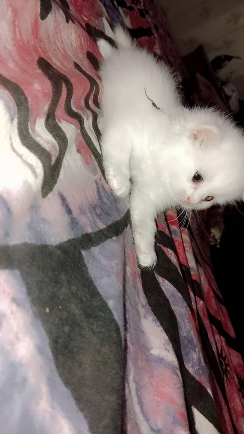 home cat 2