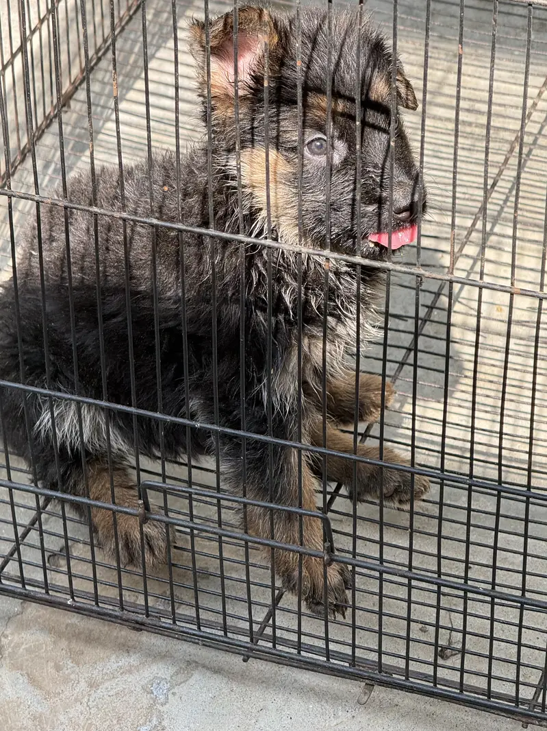 German shepherd puppy — photo 2