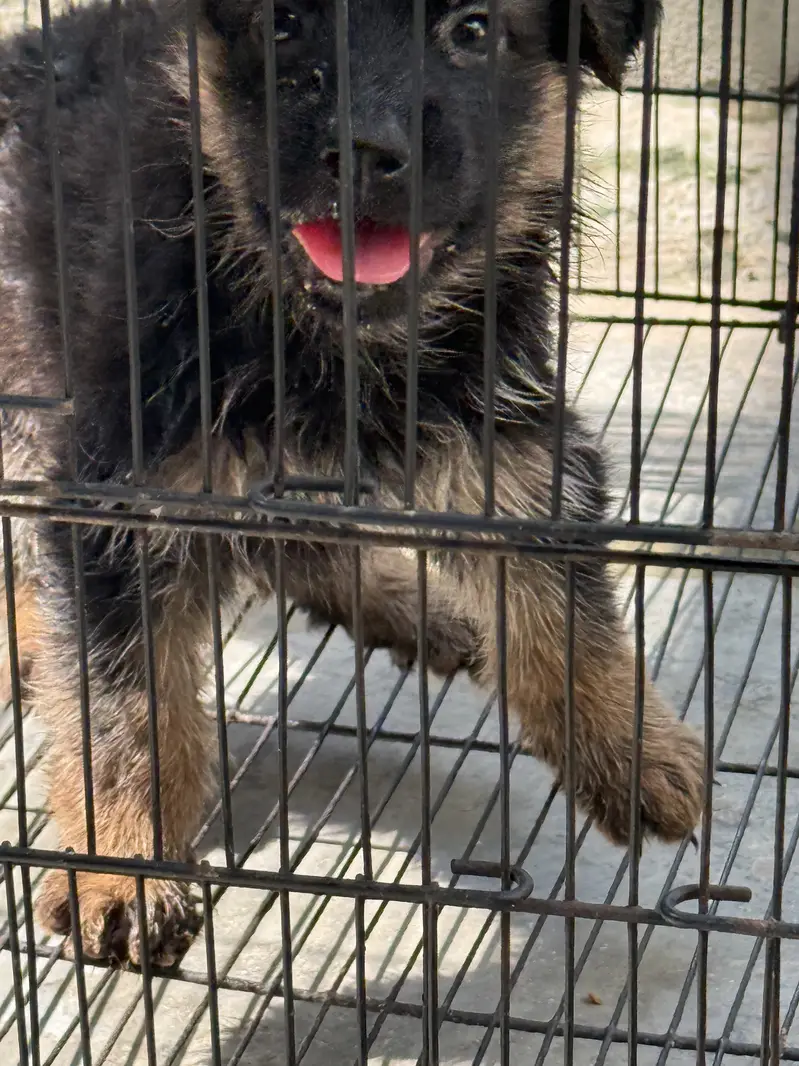 German shepherd puppy — photo 3