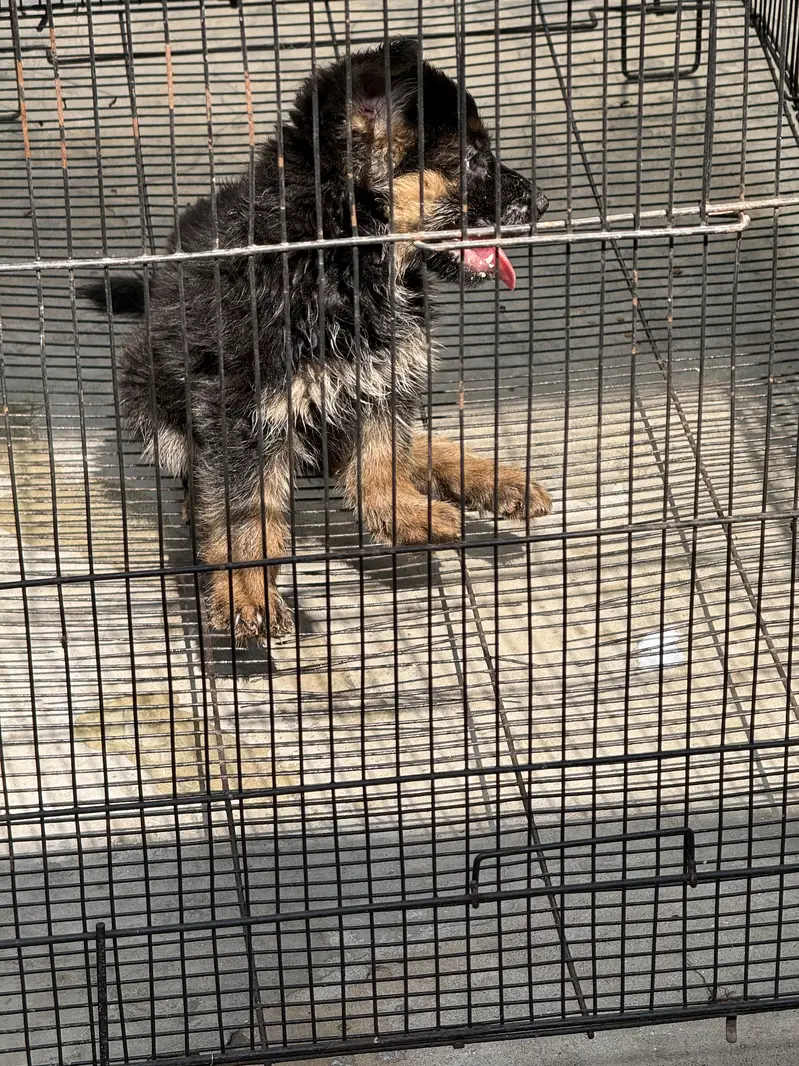 German shepherd puppy — photo 4