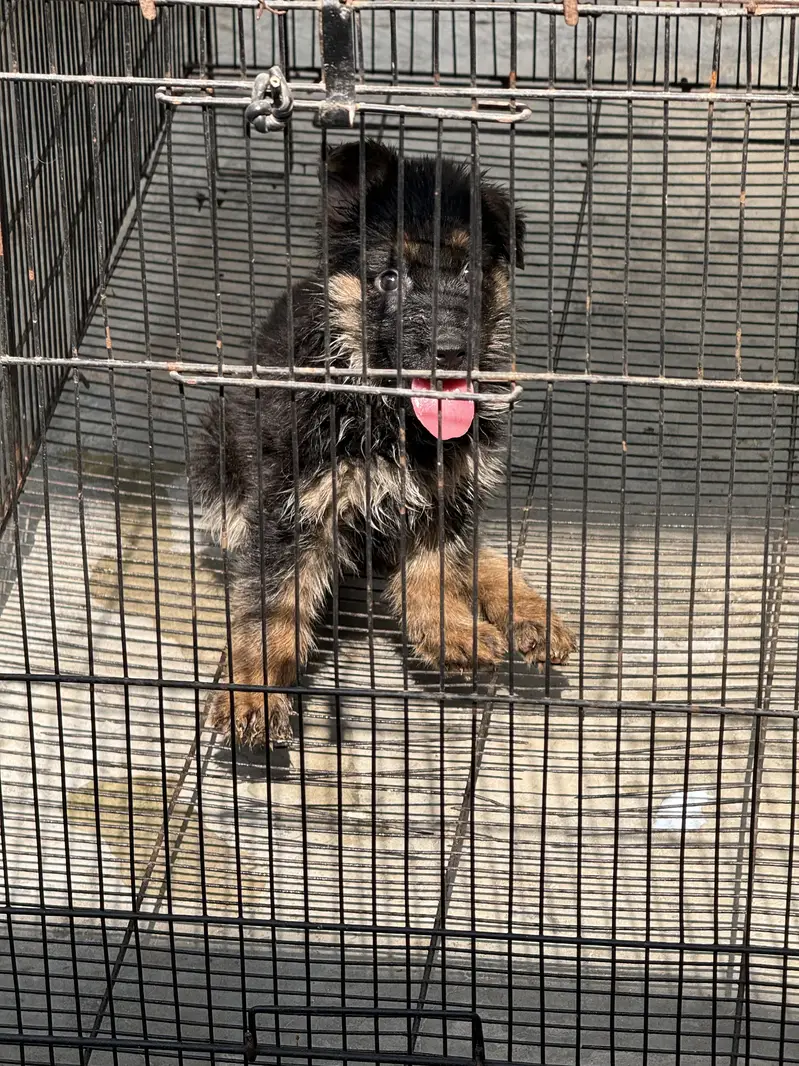 German shepherd puppy — photo 6