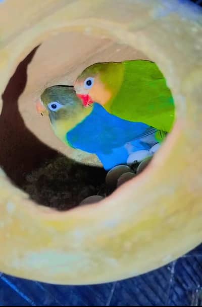 lovebirds