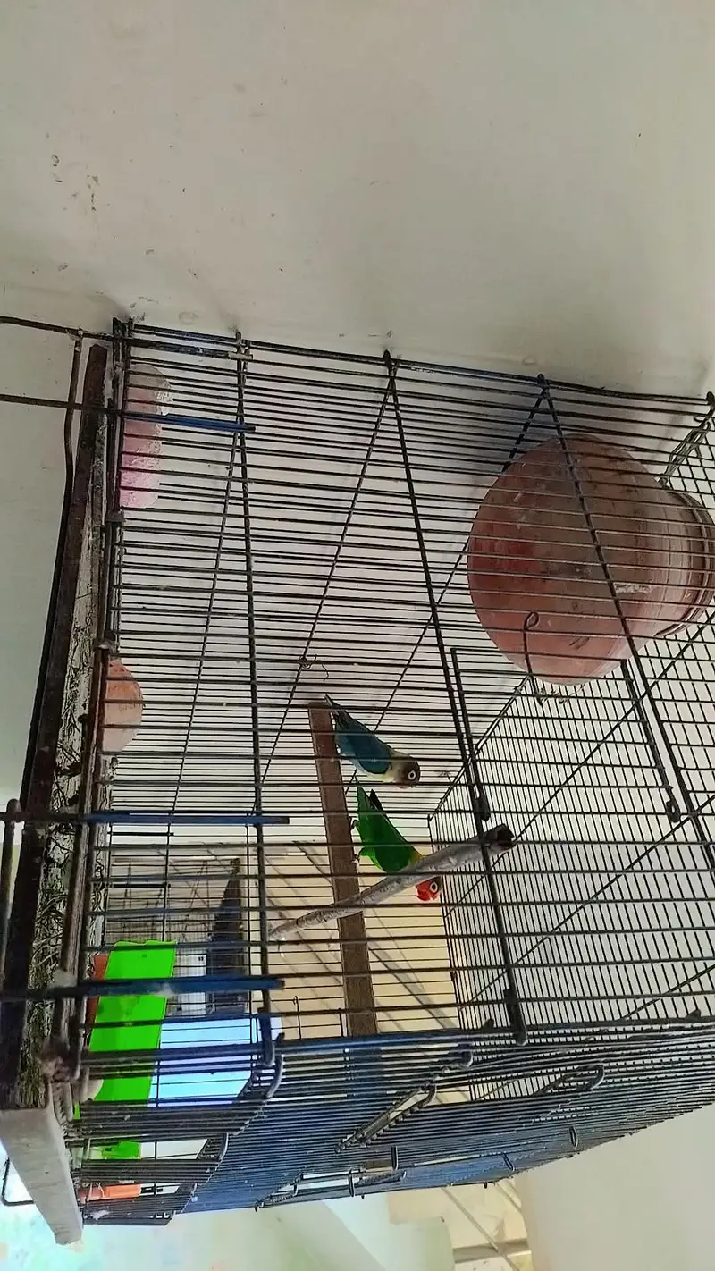 lovebirds — photo 2
