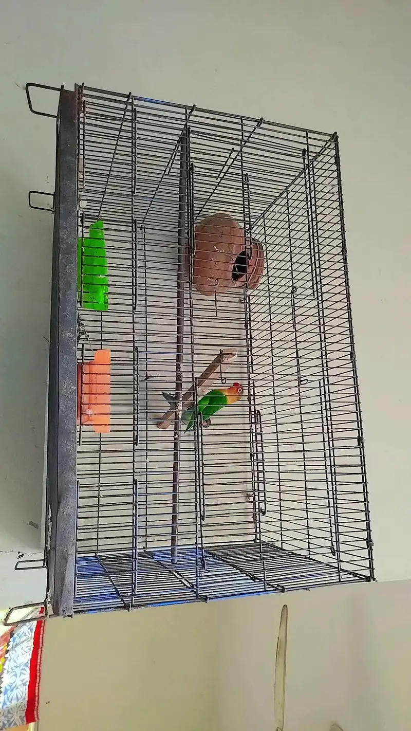 lovebirds — photo 3