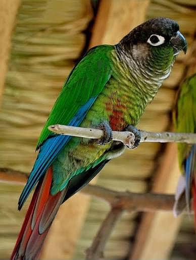 Green conure split suncheek parrot for sale
