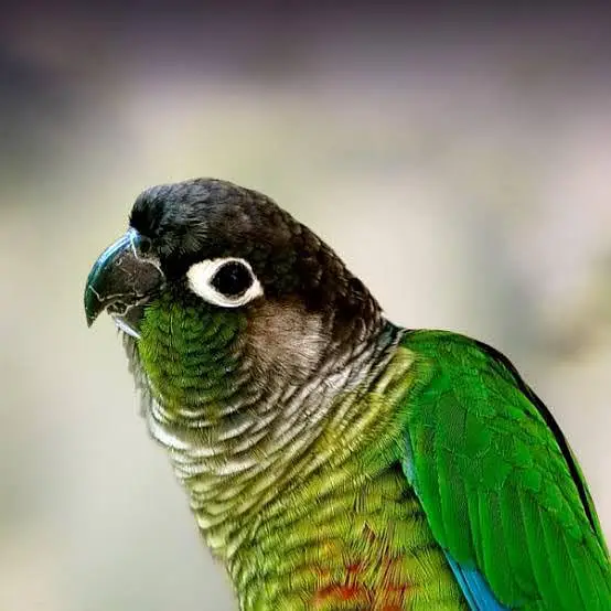 Green conure split suncheek parrot for sale — photo 2
