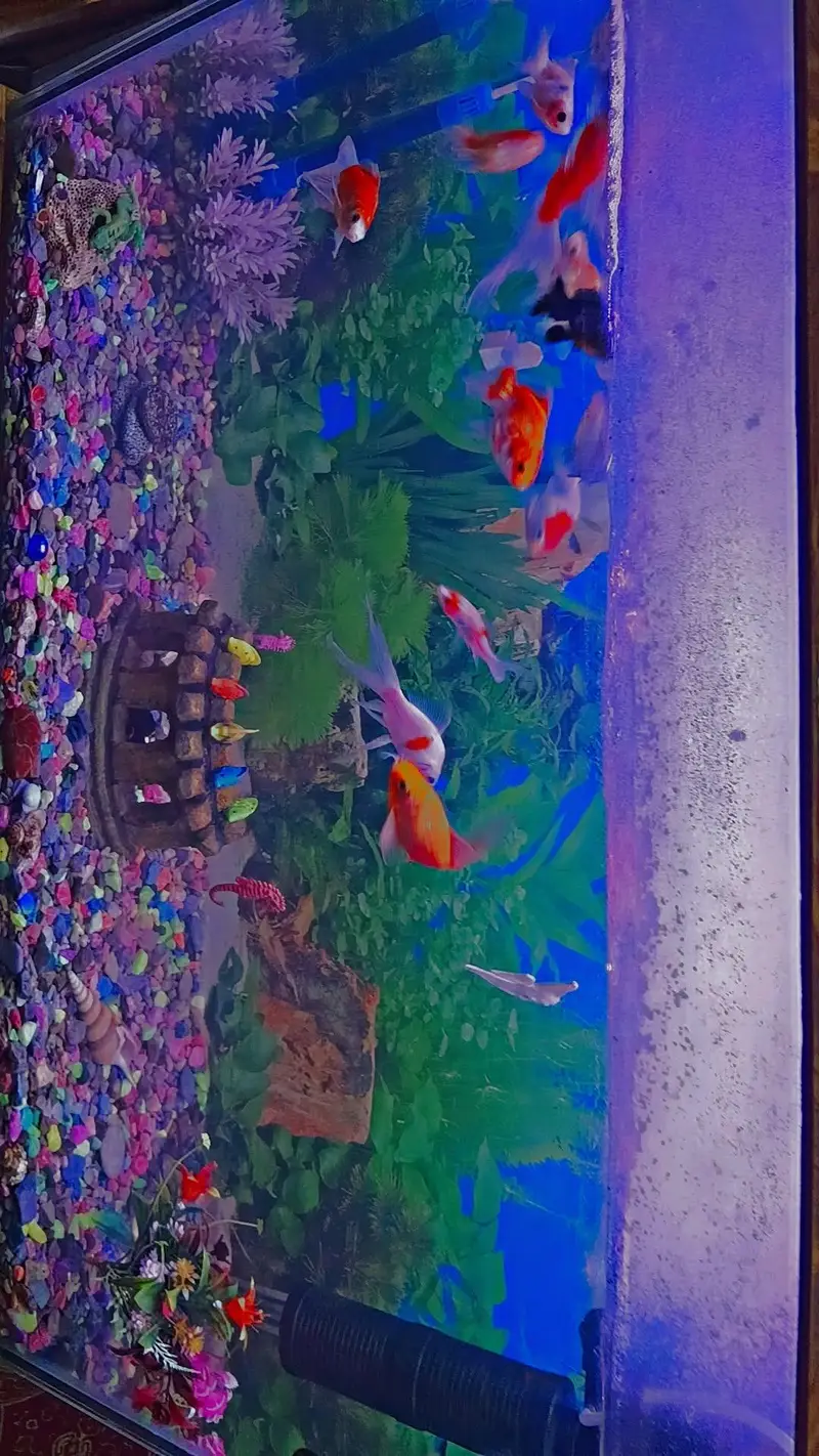 Aquarium — photo 5
