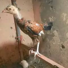 aseel chick hai mere pass