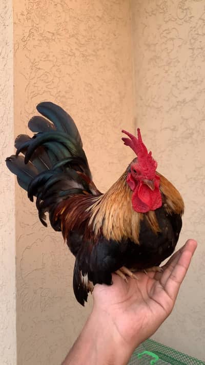 Beautiful and Healthy Male OEG Bantams