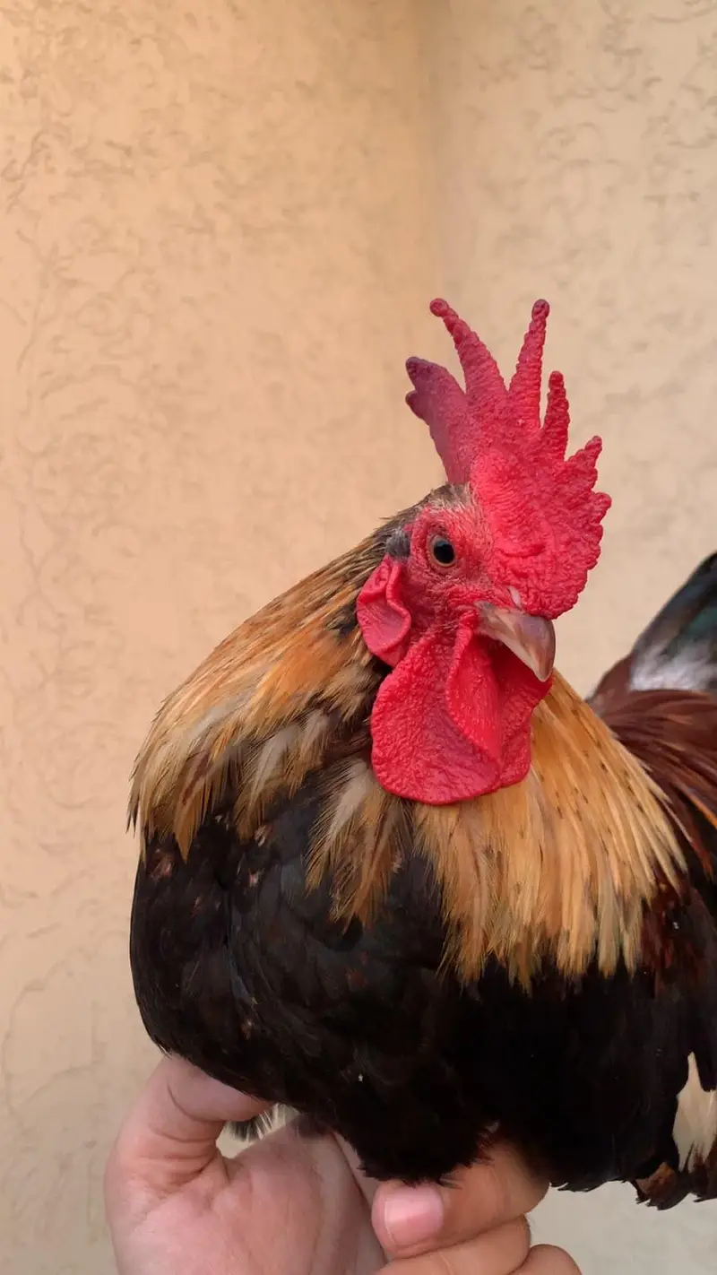 Beautiful and Healthy Male OEG Bantams — photo 2