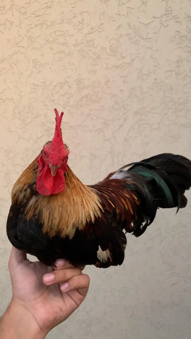 Beautiful and Healthy Male OEG Bantams — photo 3