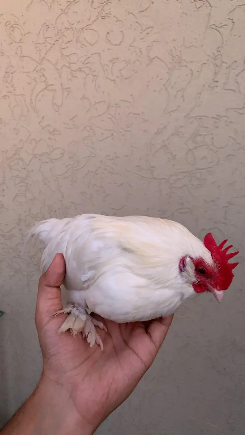 Beautiful and Healthy Male OEG Bantams — photo 4