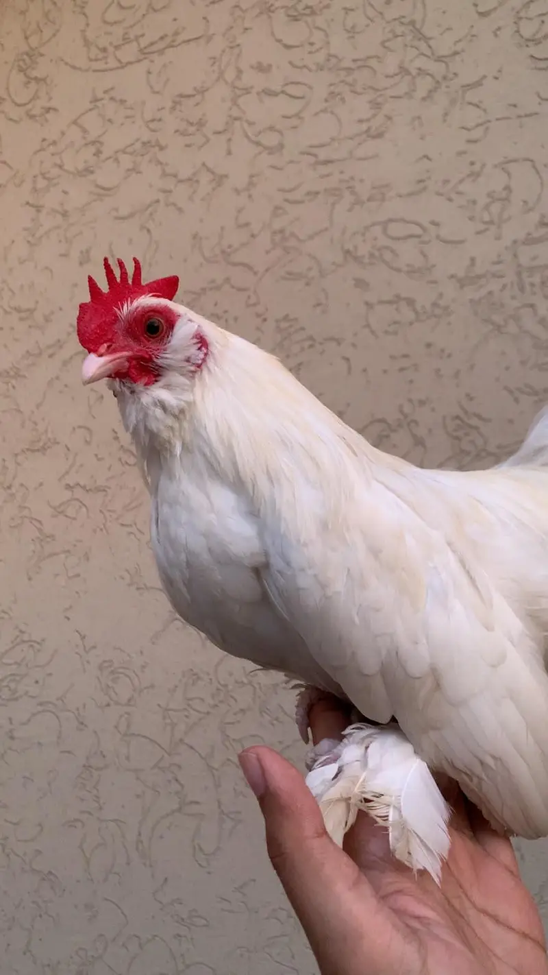 Beautiful and Healthy Male OEG Bantams — photo 5