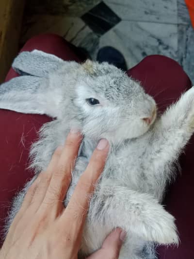 Angora Rabbit Long Hair