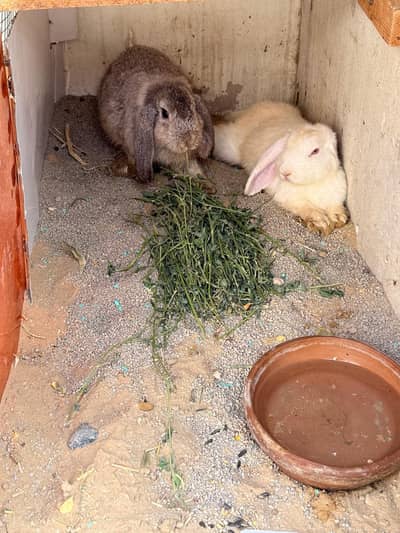 Gray rabbit (left) *likely a mini lop Cream/white rabbit(right)