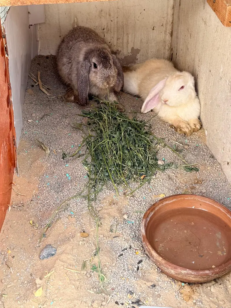 Gray rabbit (left) *likely a mini lop Cream/white rabbit(right)