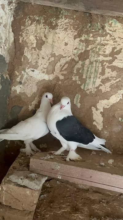 Fancy Sharazi