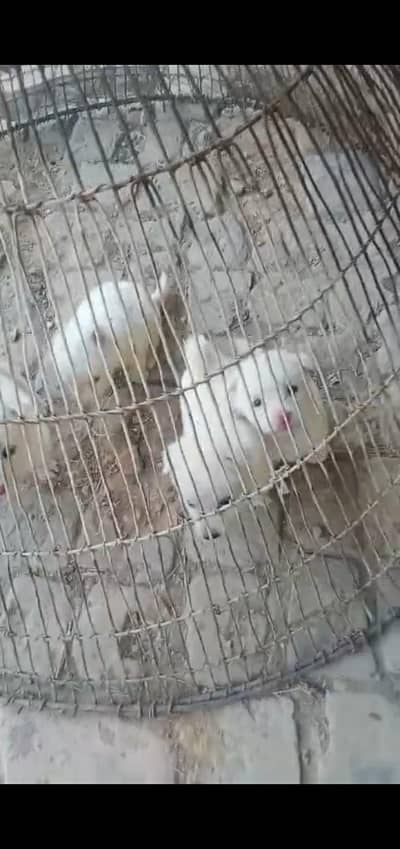 Russian pink nose samyoyed pups