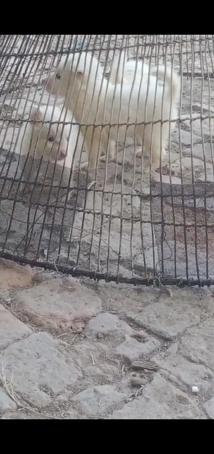 Russian pink nose samyoyed pups — photo 3