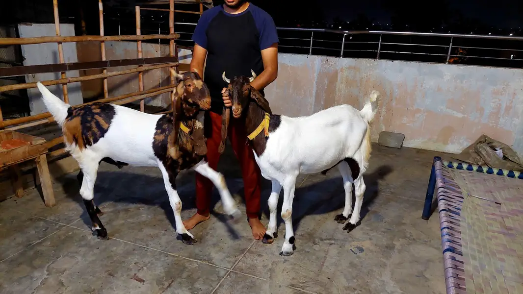 kamori bakra — photo 2
