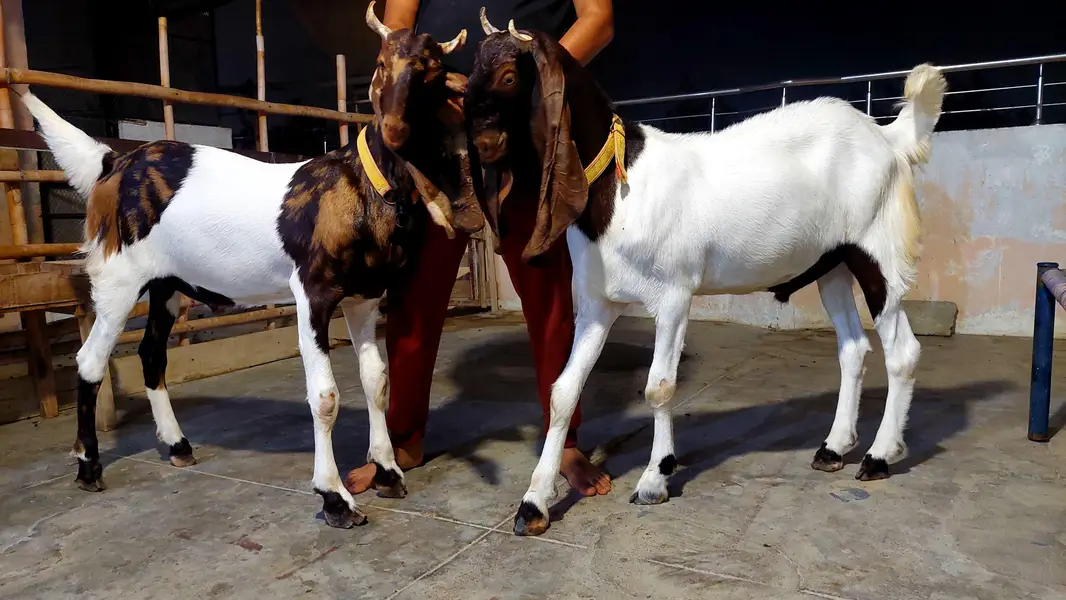 kamori bakra — photo 3