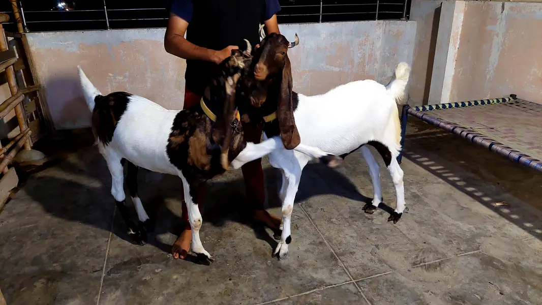 kamori bakra — photo 4