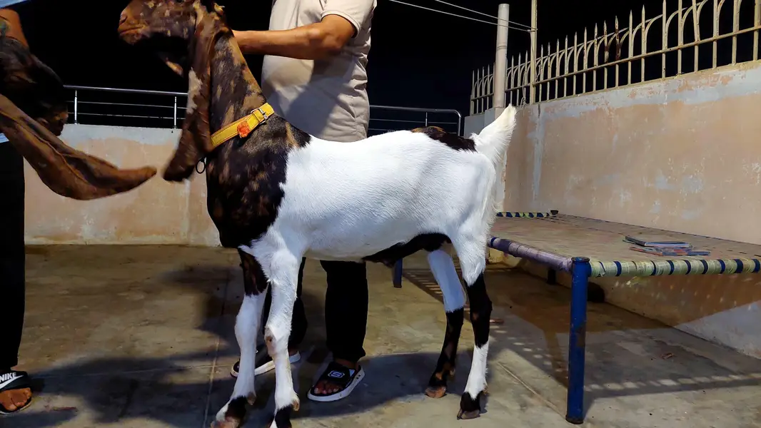 kamori bakra — photo 6