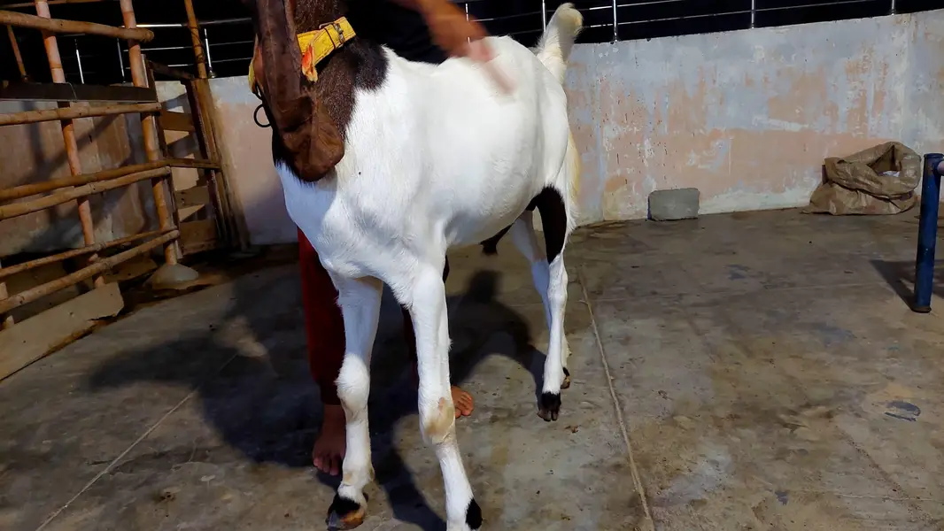 kamori bakra — photo 8