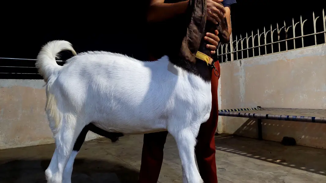 kamori bakra — photo 10
