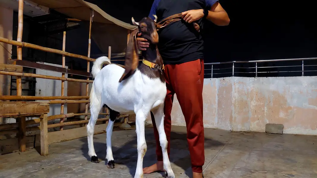 kamori bakra — photo 12
