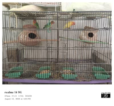 Love birds 3 with cage