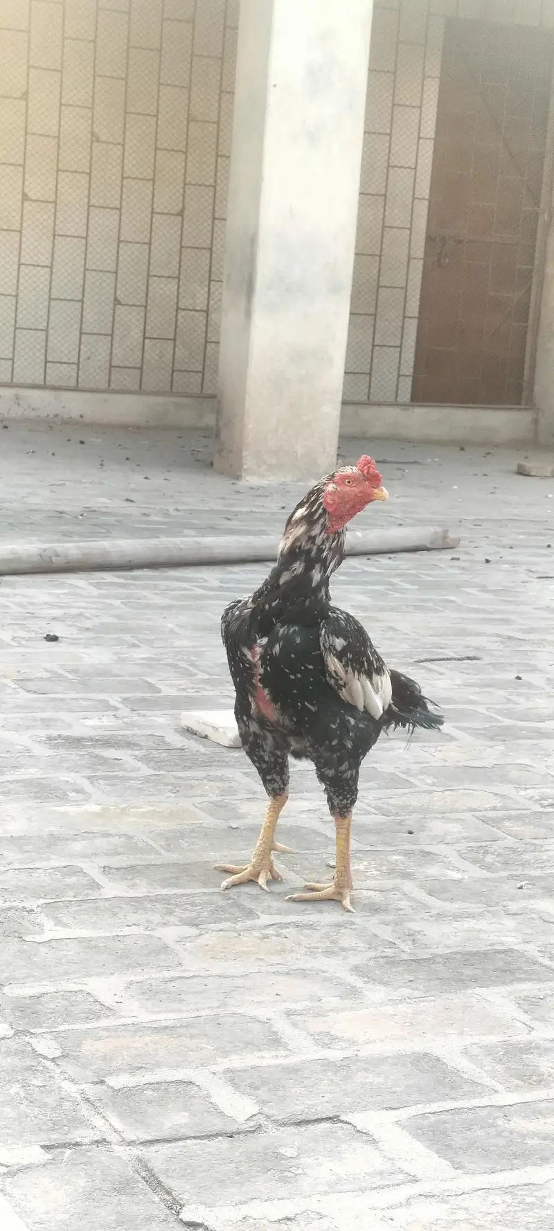 Aseel mian wali — photo 3