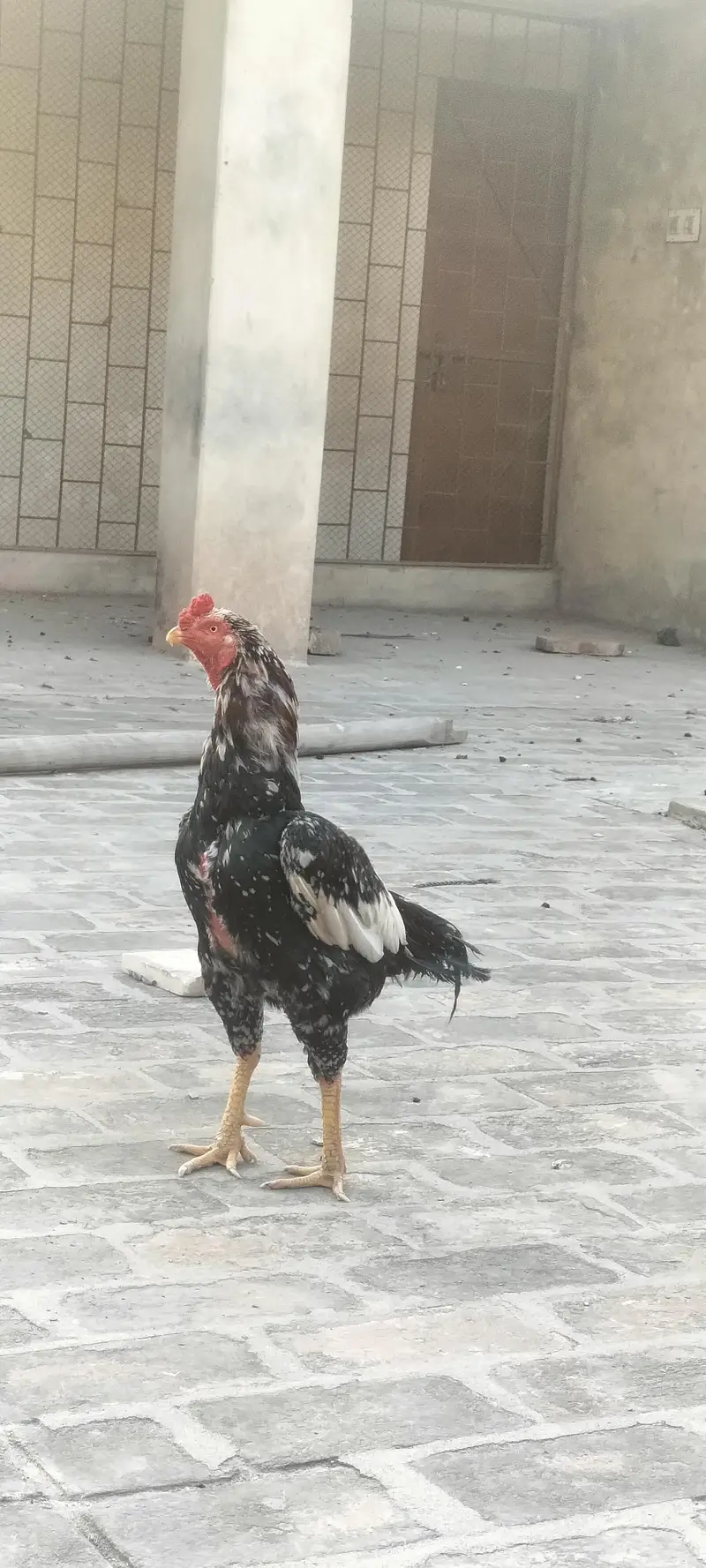 Aseel mian wali — photo 4