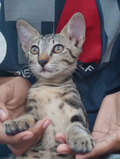 Kitten Available For Adoption in Classic Tabby Coat