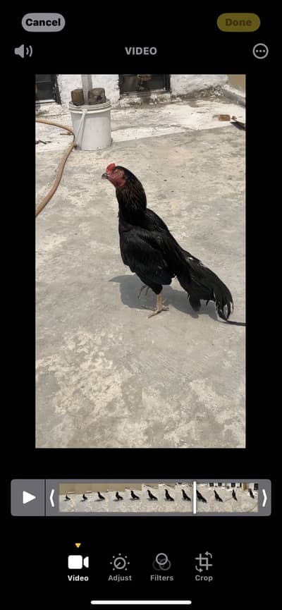 Mushka black murga