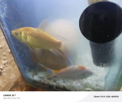 it's baby Japanese koi it normal i 3 4 feet