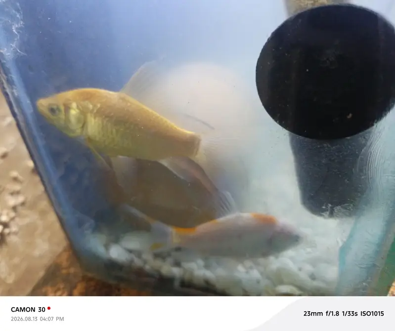 it's baby Japanese koi it normal i 3 4 feet