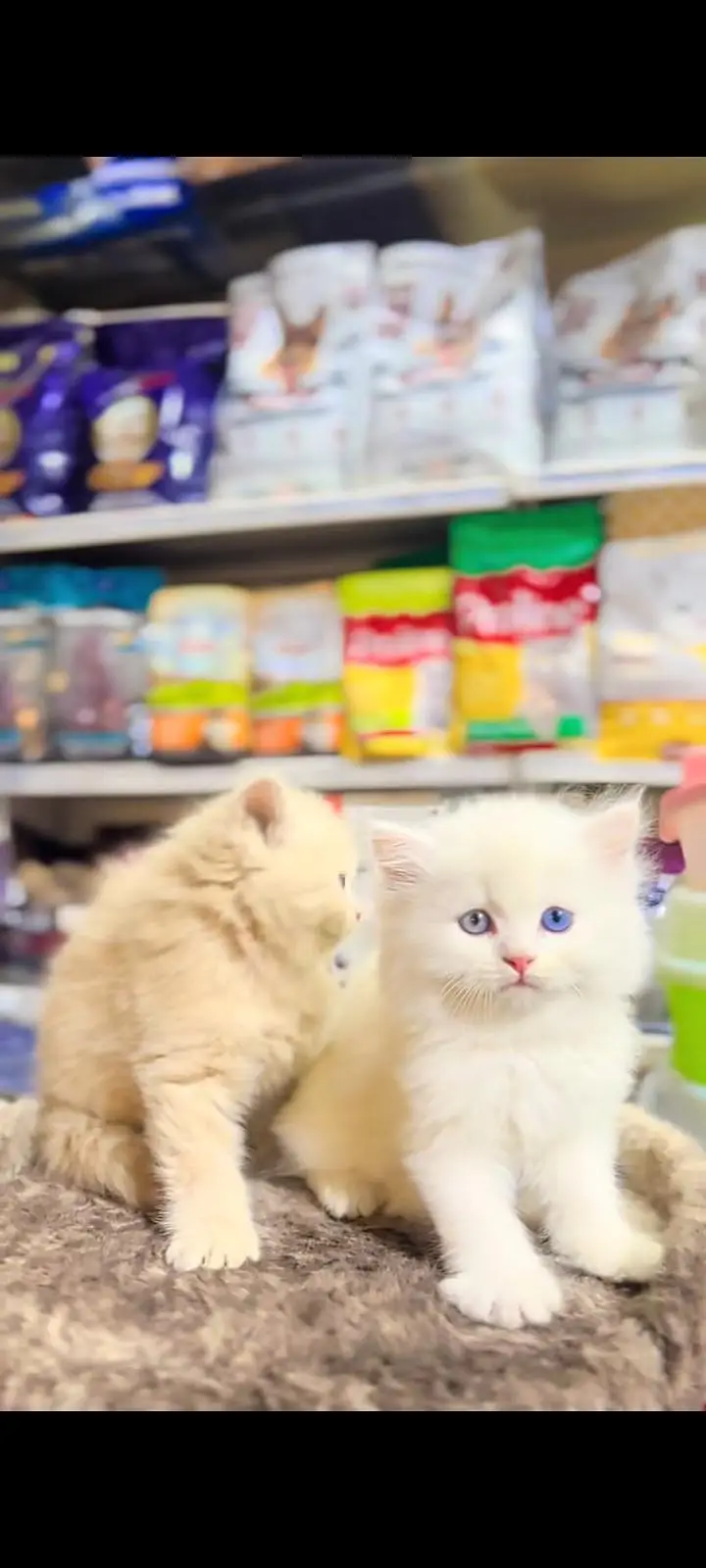 Quality Persian cat & Kittens Male & female    0322 7335071 WhatsApp — photo 2