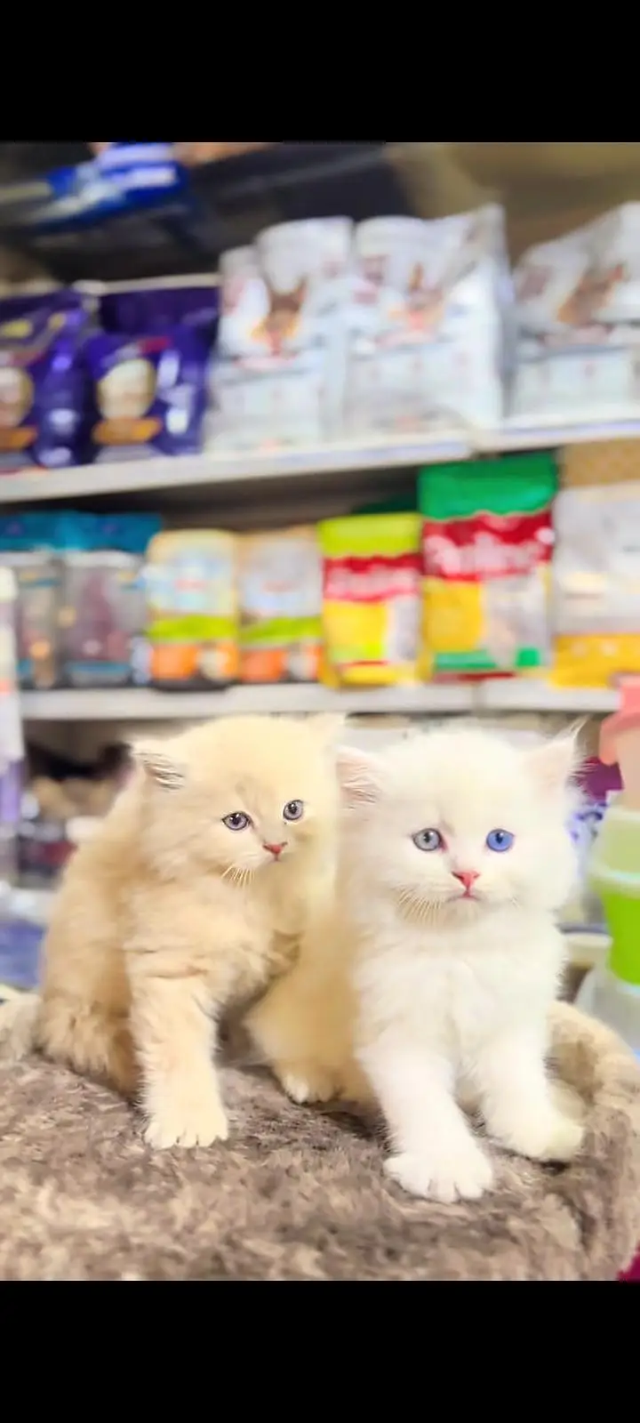 Quality Persian cat & Kittens Male & female    0322 7335071 WhatsApp — photo 3
