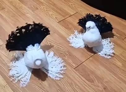 Fancy Pigeon Indian Faintail / Laka Kabutar Pair