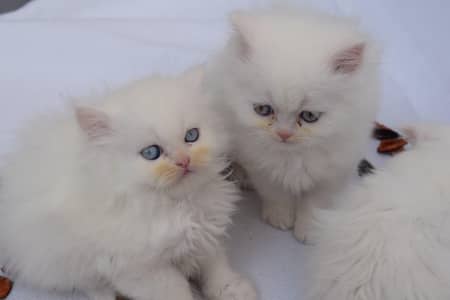 triple coated persian kittens
