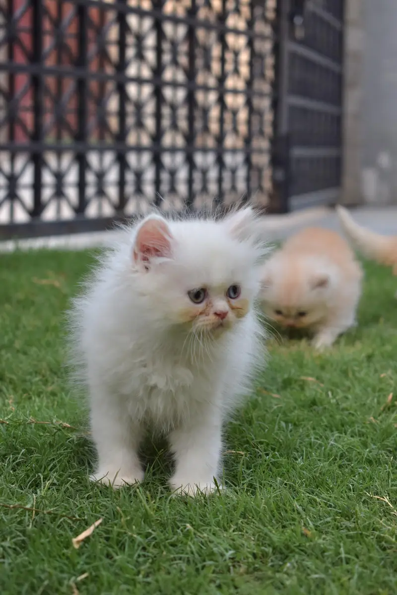 triple coated persian kittens — photo 2
