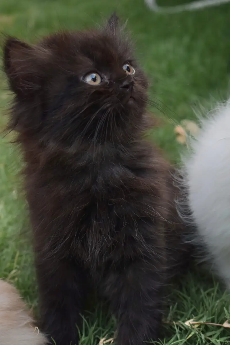 triple coated persian kittens — photo 3
