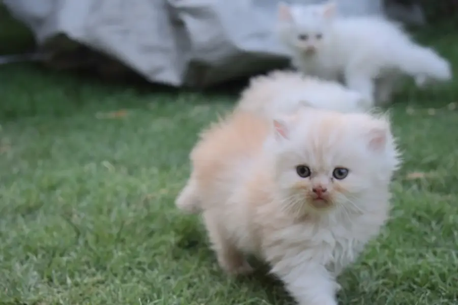 triple coated persian kittens — photo 4