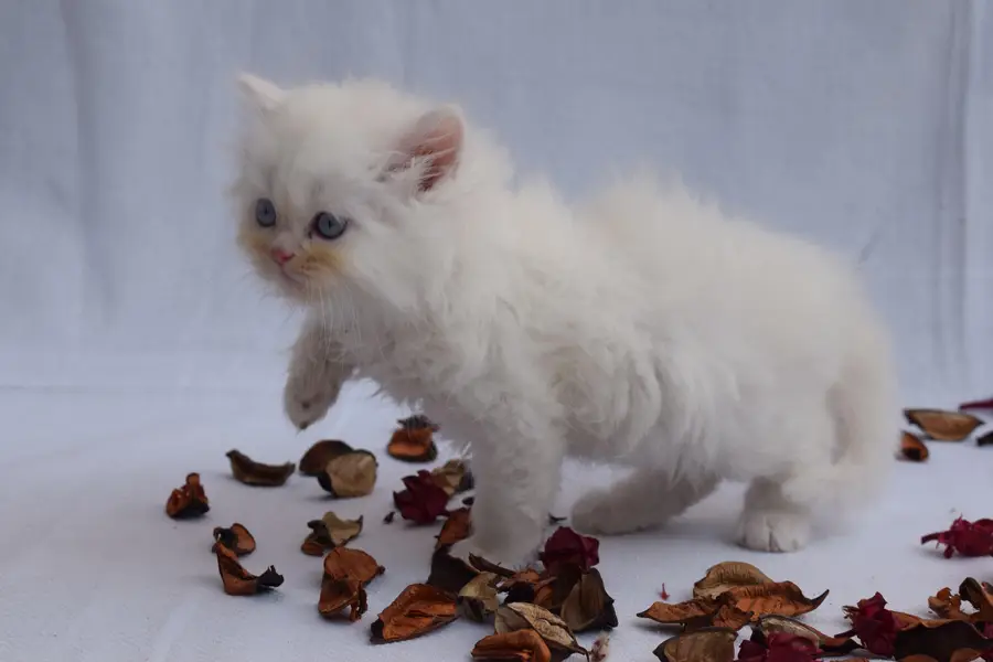 triple coated persian kittens — photo 5
