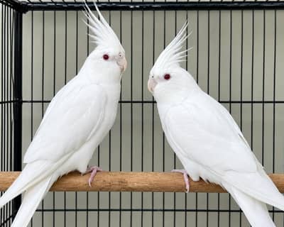 1 Rainbow Pair , 2 Male's Or Eno Cocktail Pair For Sale