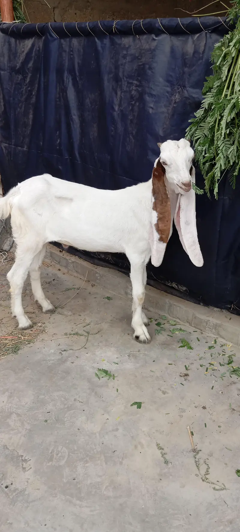Bakra Read the add — photo 4